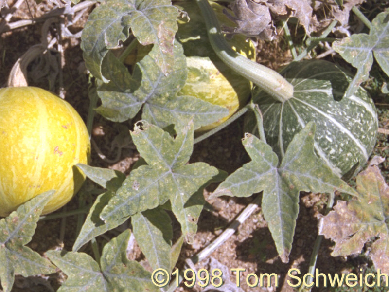 <I>Curcurbita palmata</I> along Cedar Canyon Road.