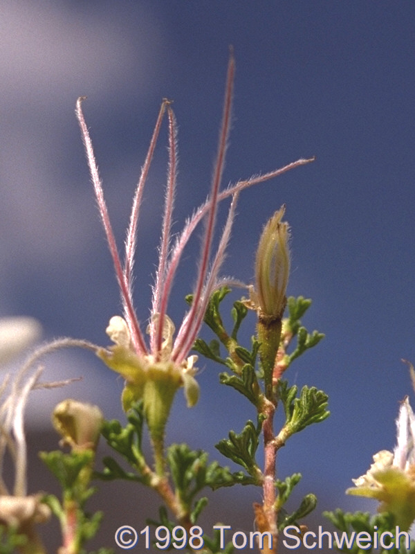 Cliff Rose (<I>Purshia mexicana</I> var. <I>stansburyana</I> [<I>Cowania m.</I> v. <I>s</I>]).