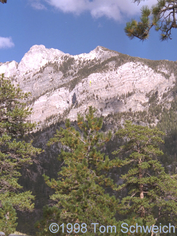 Along the trail in the Spring Mountains.