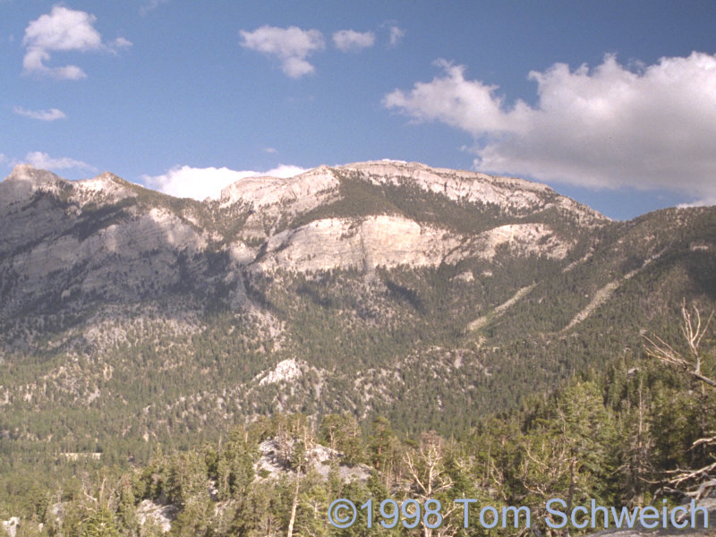 Along the trail in the Spring Mountains.