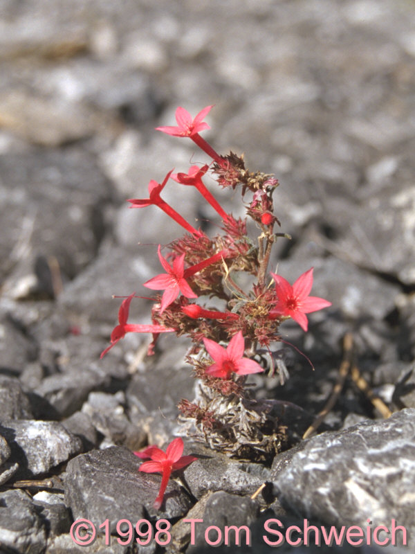 <I>Gilia</I> sp. above Lee Canyon in the Spring Mountains.