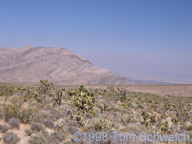 The Mesquite Mountains seen from the vicinity of Keany Pass.