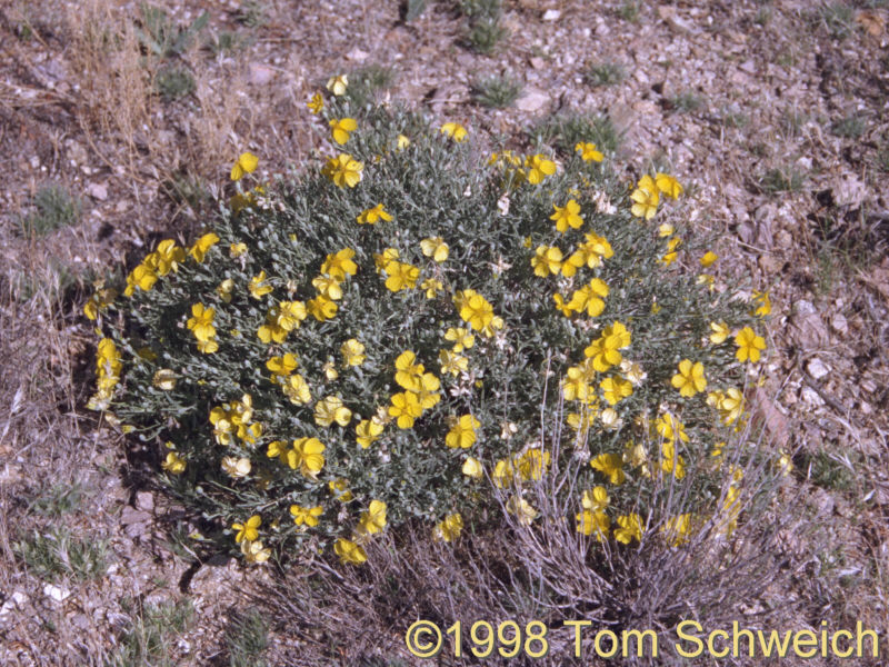 Cooper's Paper Daisy on Pinto Mountain.