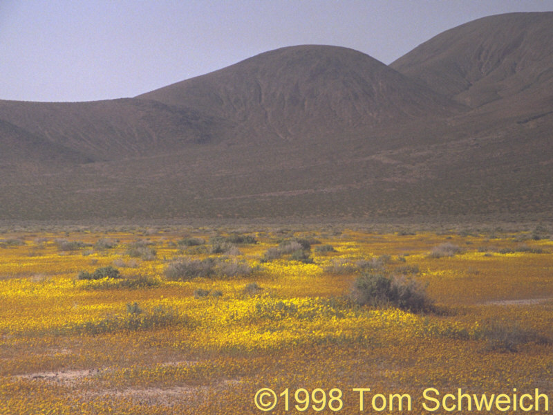 Wildflowers at Almond Mountain.