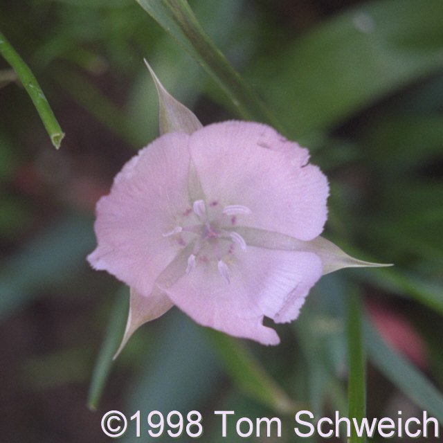 Calochortus longibarbatus, Alameda California