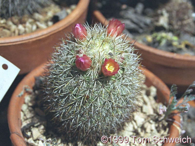 <I>Mammillaria</I> cactus in my garden.