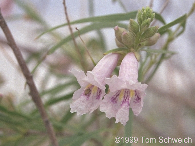 <I>Chilopsis linearis</I> 