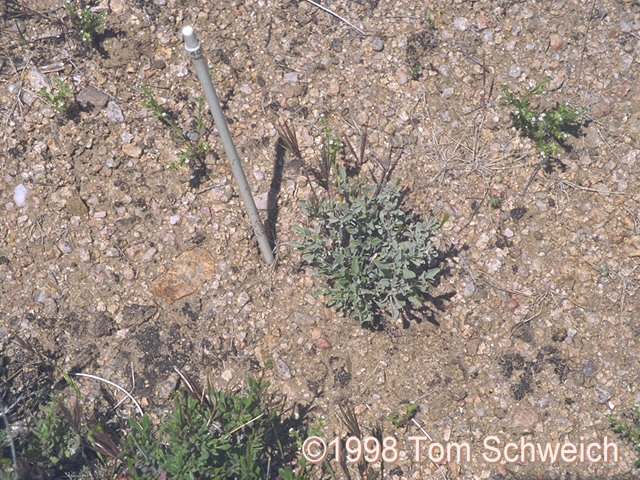 <I>S. dorrii</I> with patches of microphytic soil.