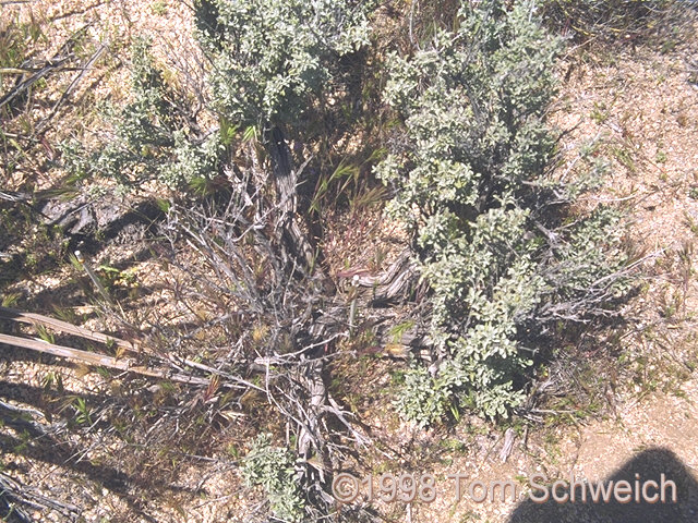 An older <I>Salvia dorrii</I> in my measured plot, Transect 5.