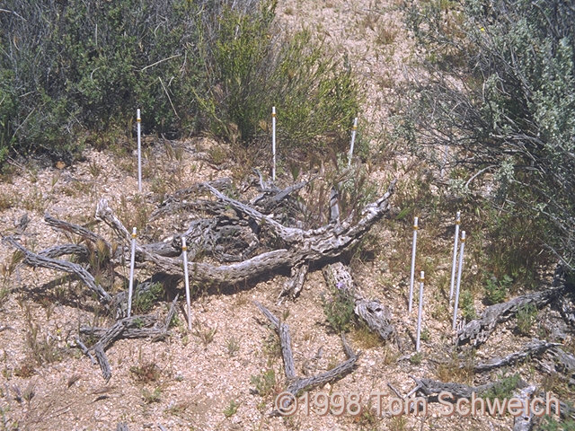 Nine <I>Salvia dorrii</I> seedlings in my measured plot, Transect 5.