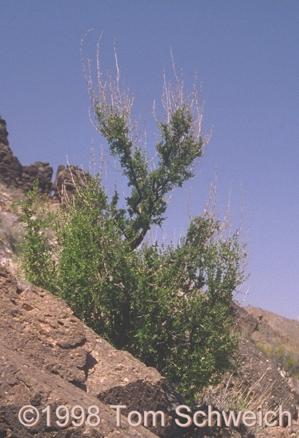 Plantaginaceae Keckiella antirrhinoides