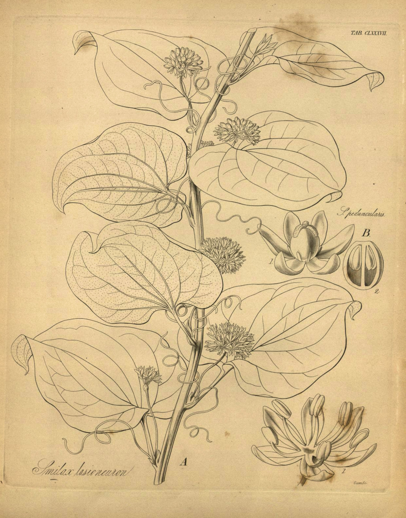 Smilacaceae Smilax lasioneuron