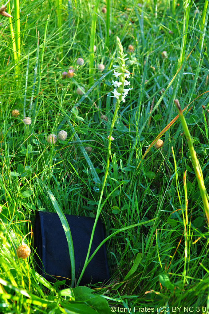 Orchidaceae Spiranthes diluvialis