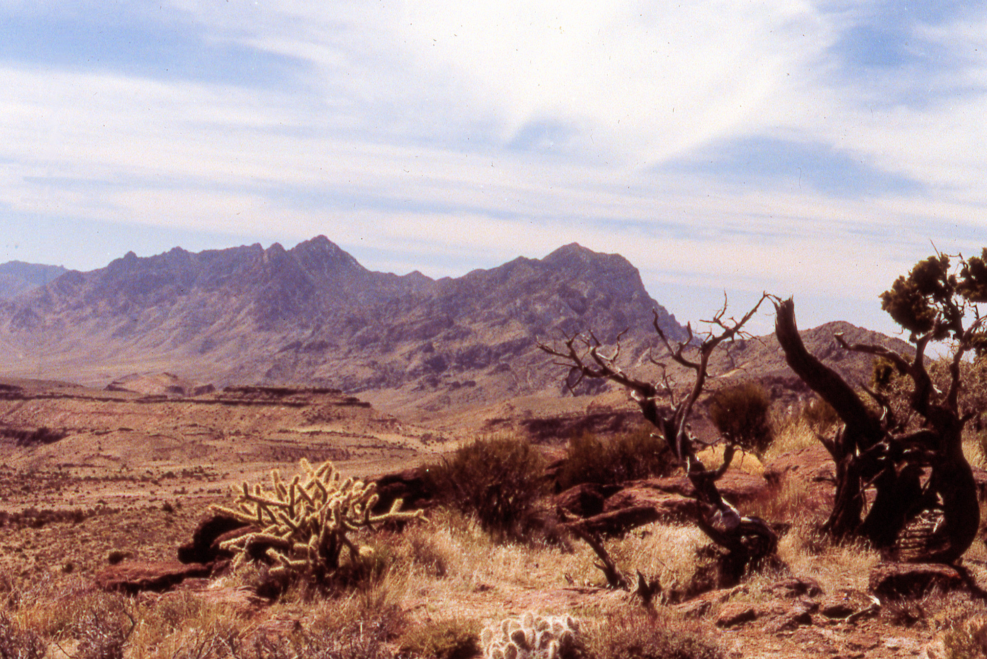 California, San Bernardino County, Wild Horse Mesa