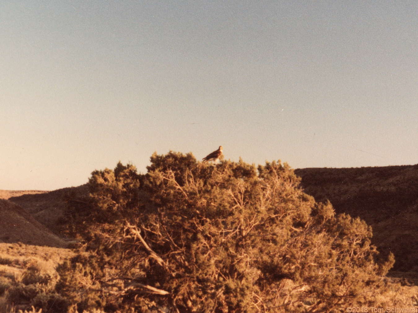 California, San Bernardino County, Wild Horse Canyon