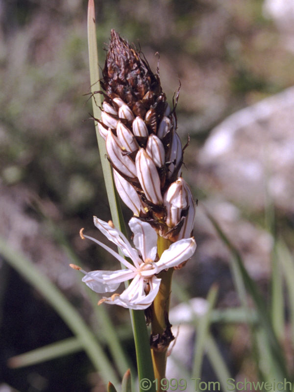 <I>Asphodelus albus</I> Mill. along the highway near Benaocaz