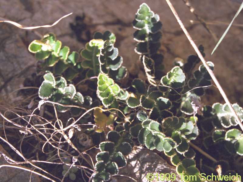 Fern(?) at Cueva de la Pileta