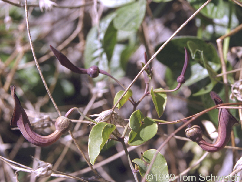 <I>Aristolochia</I> at Cueva de la Pileta.