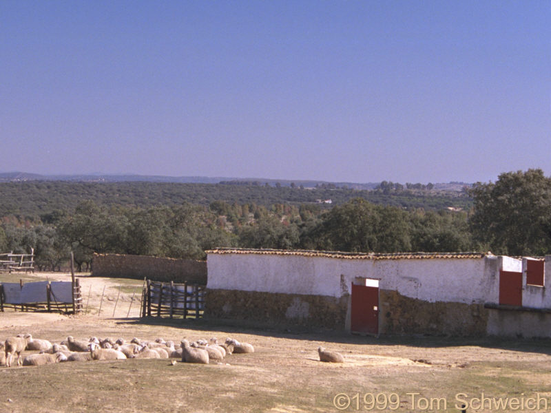 Sheep in corral, north of Sevilla.