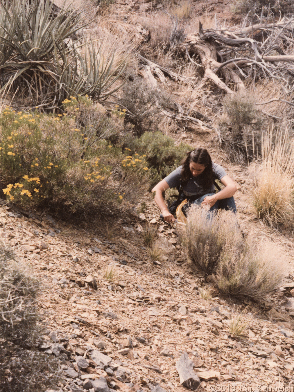 California, San Bernardino County, Providence Mountains