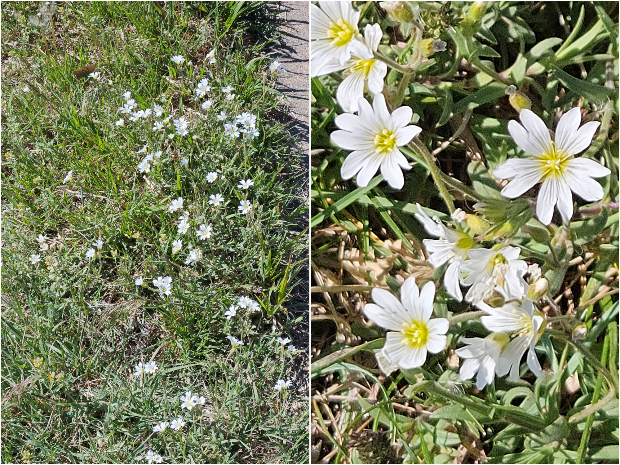 Caryophyllaceae, Cerastium arvense strictum