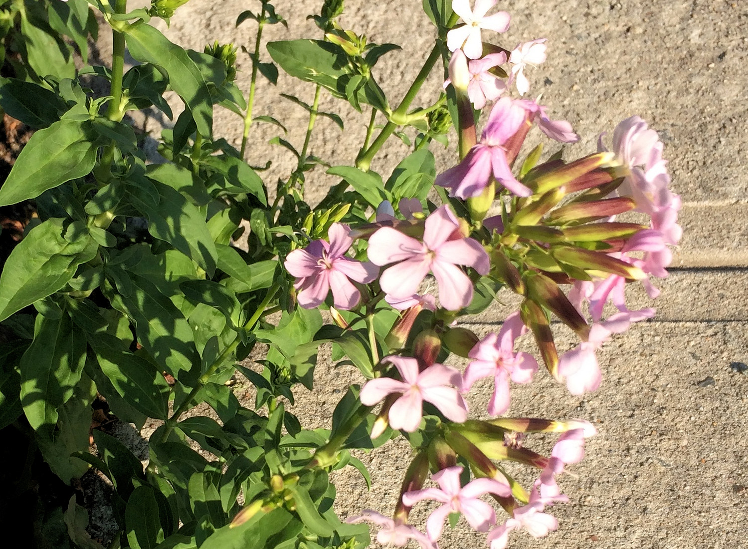 Caryophyllaceae Saponaria officinalis