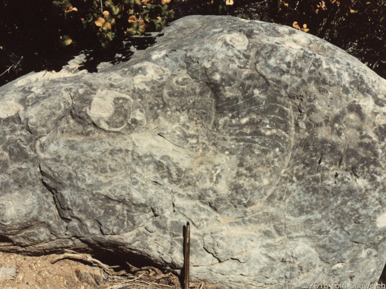 California, San Bernardino County, Providence Mountains