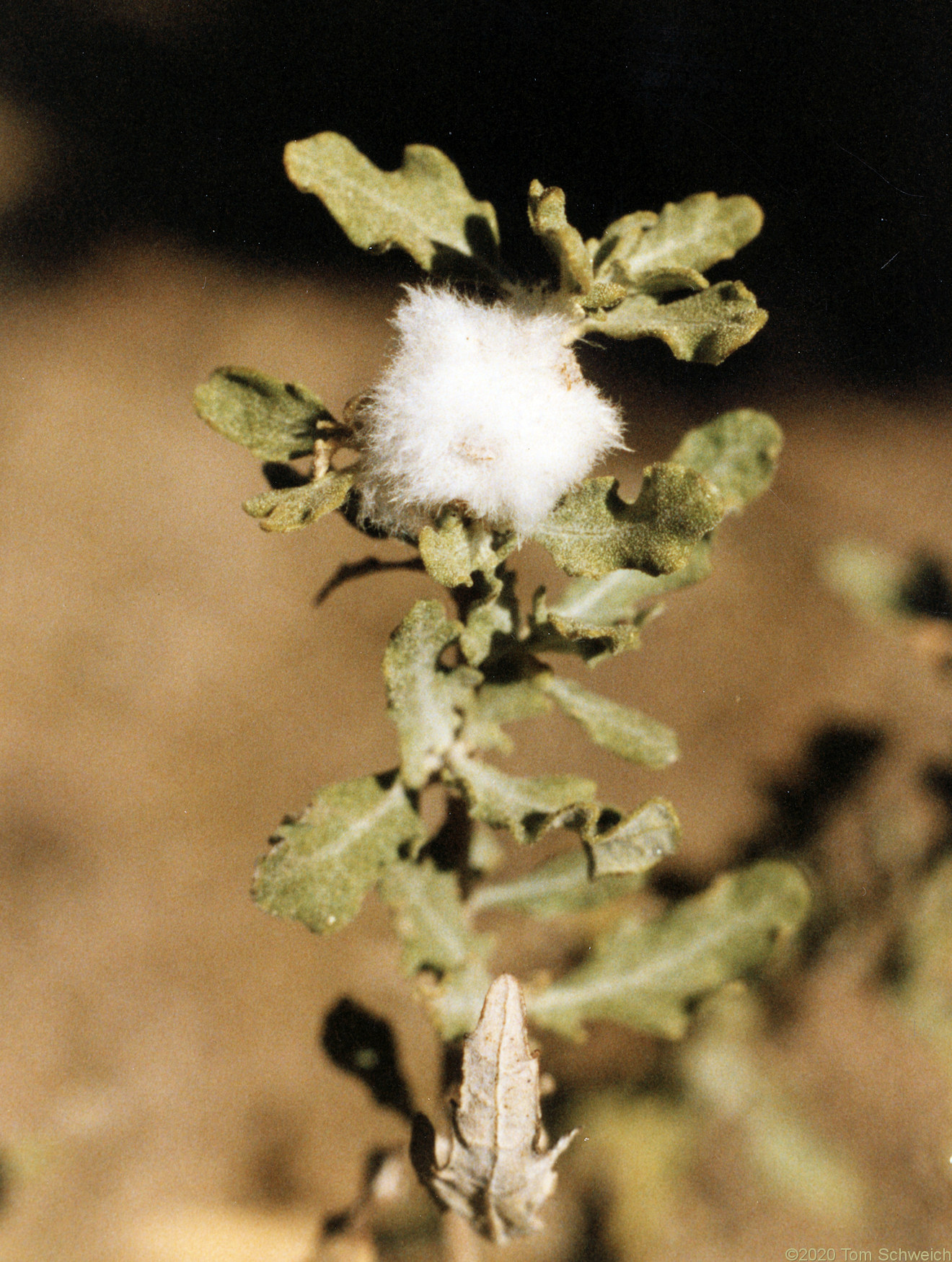 Asteraceae Ambrosia eriocentra