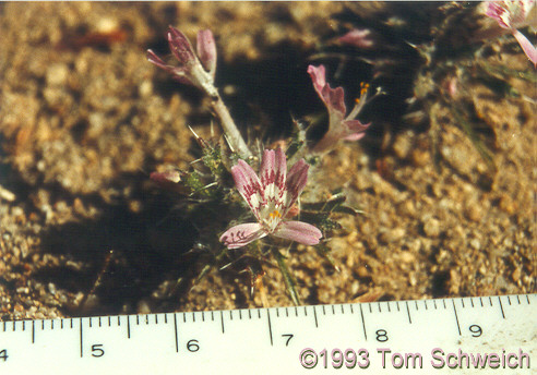 Desert Calico (<I>Loeseliastrum matthewsii</I>)