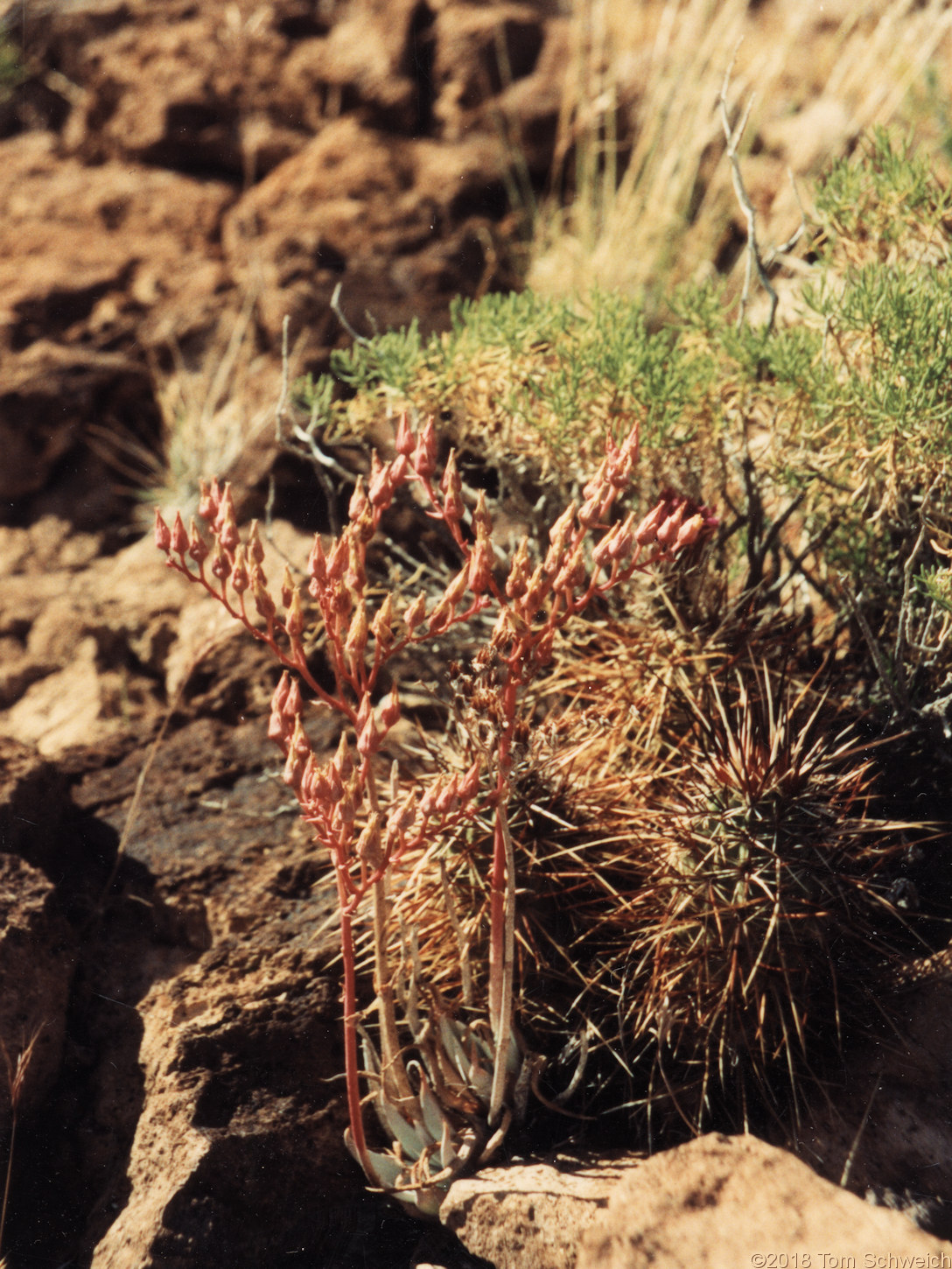 Crassulaceae Dudleya saxosa aloides