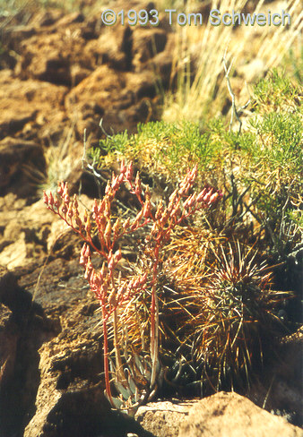 <I>Dudleya saxosa</I> ssp. <I>aloides</I> at Bonanza King Canyon.