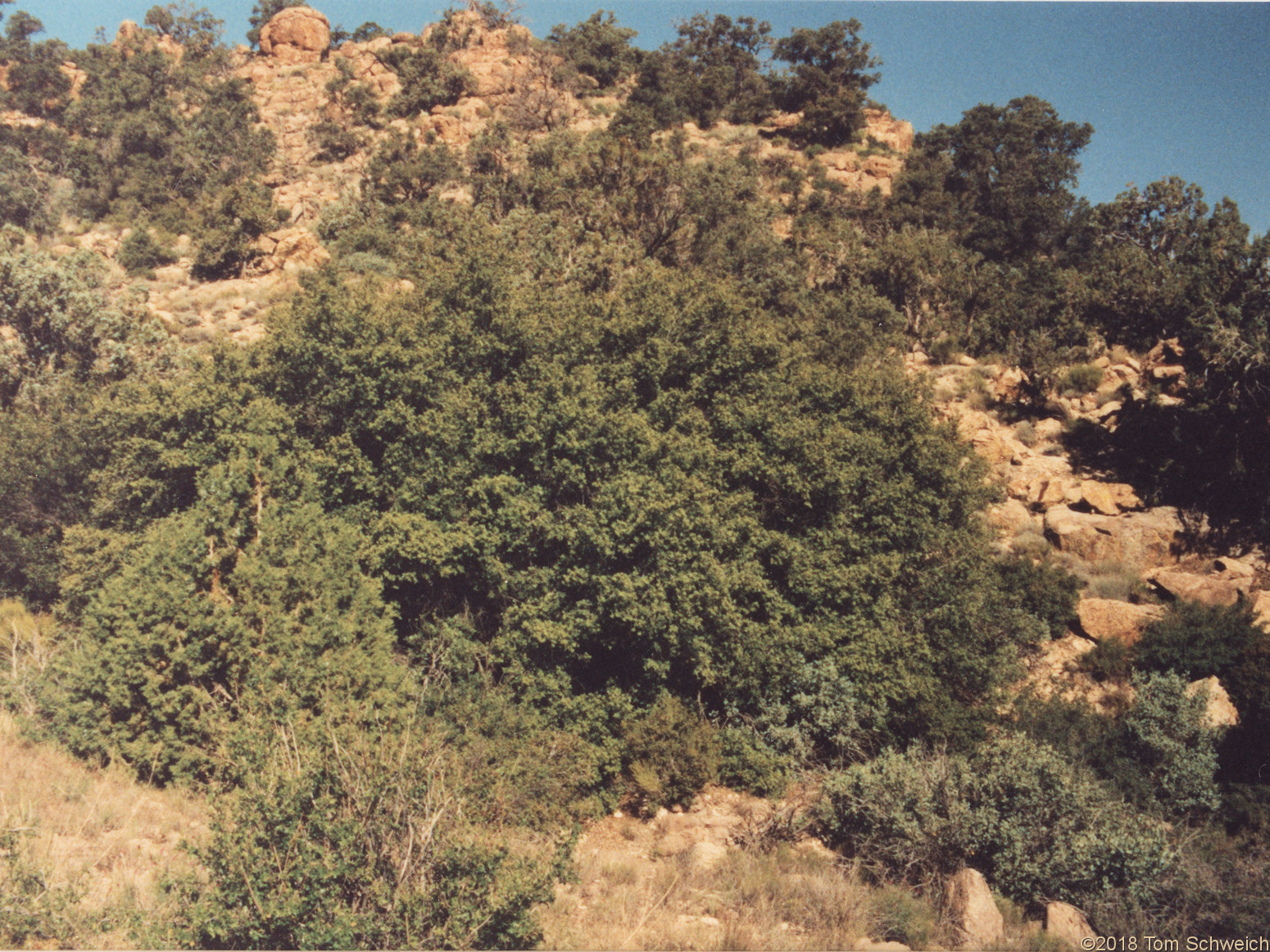 Fagaceae Quercus chrysolepis