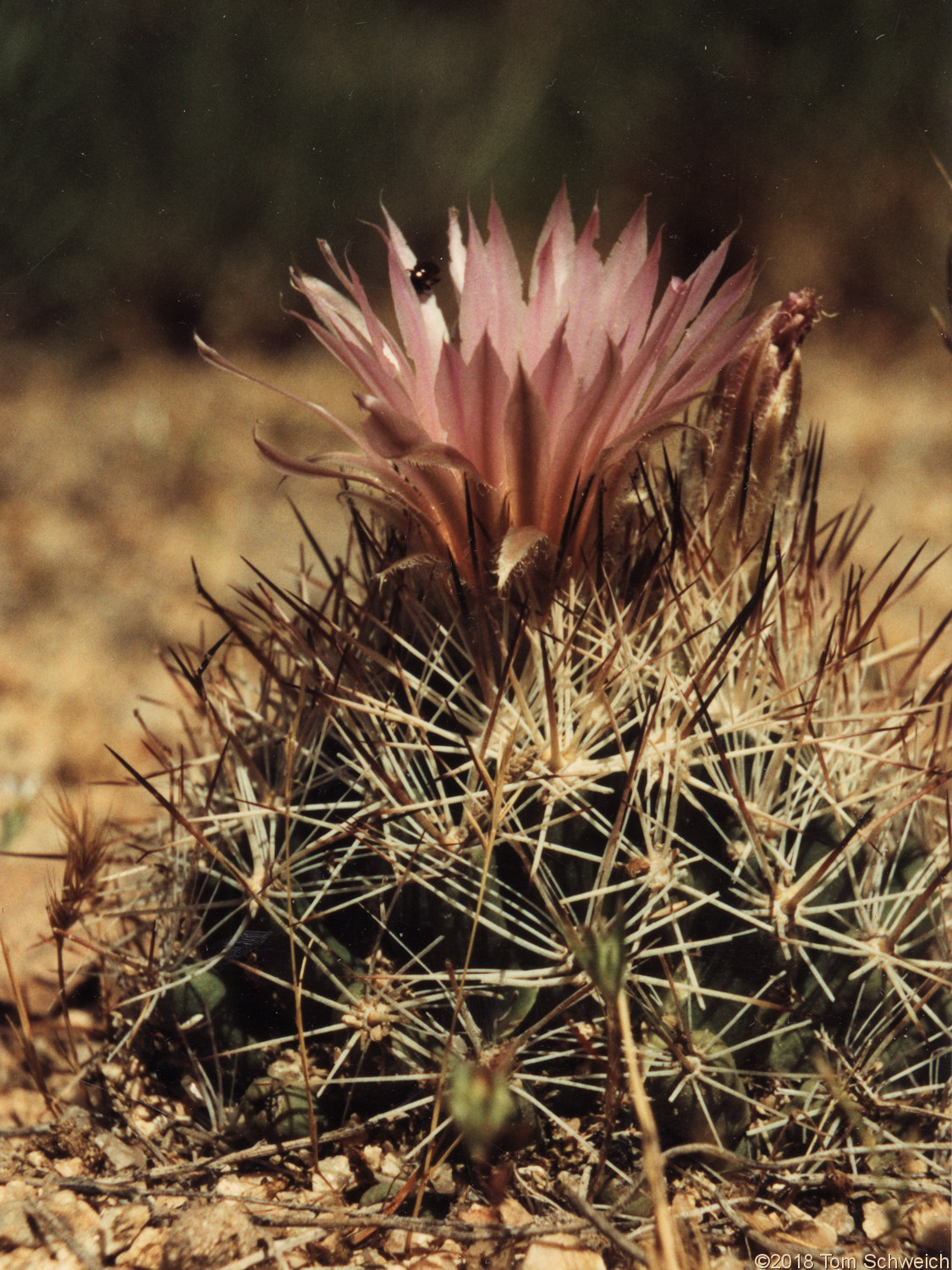 Cactaceae Escobaria vivipara