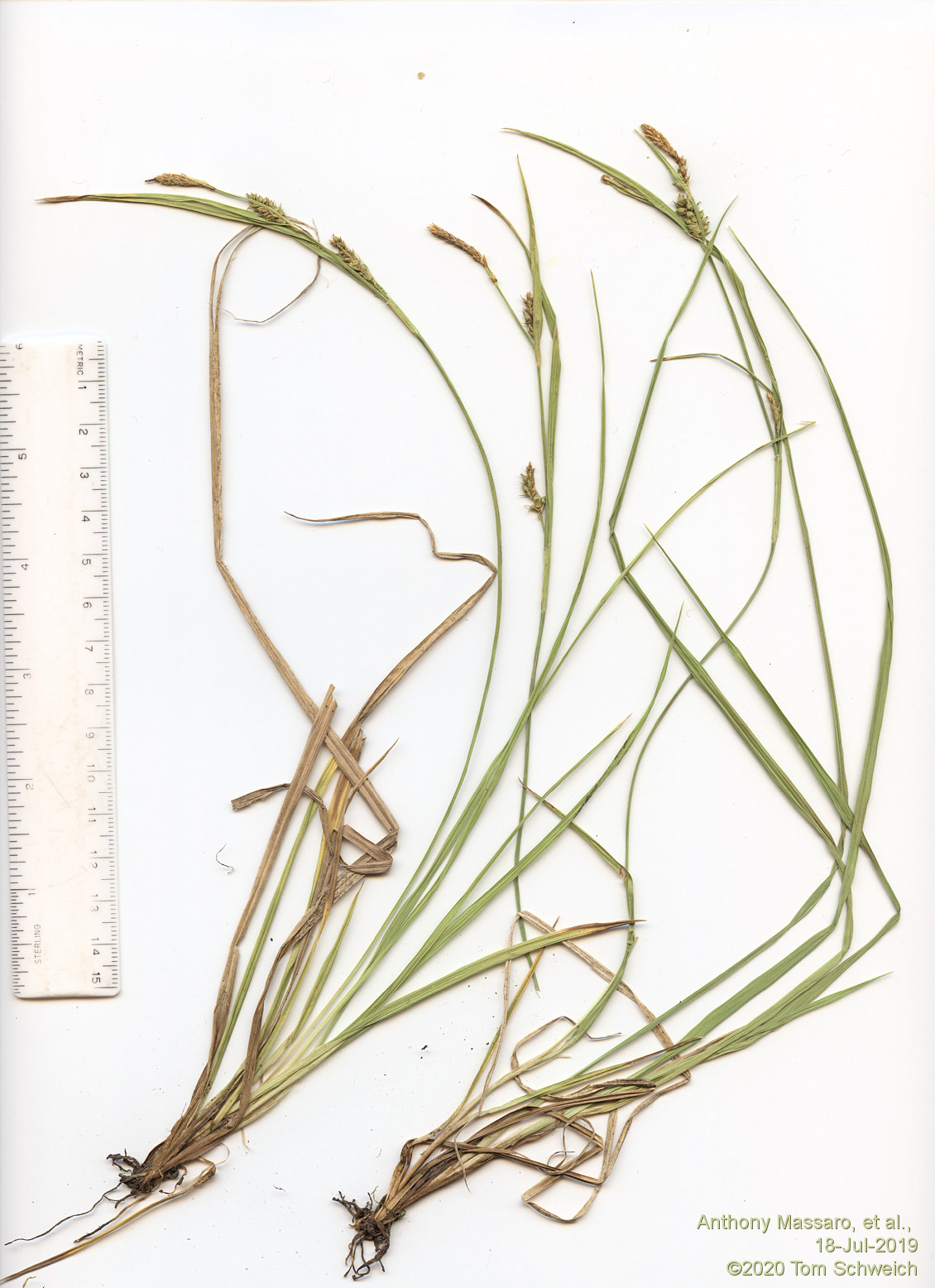 Cyperaceae Carex conoidea