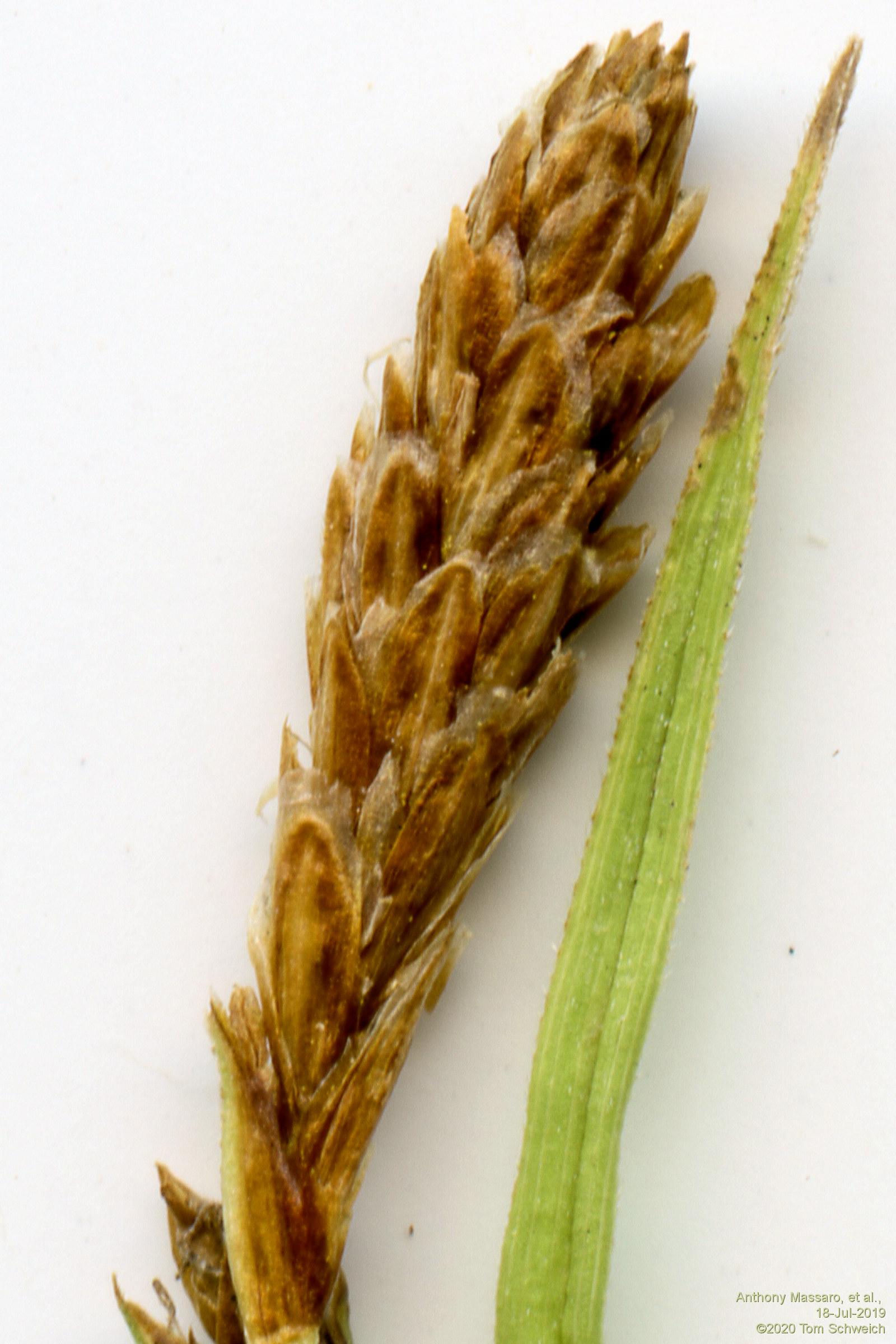 Cyperaceae Carex conoidea