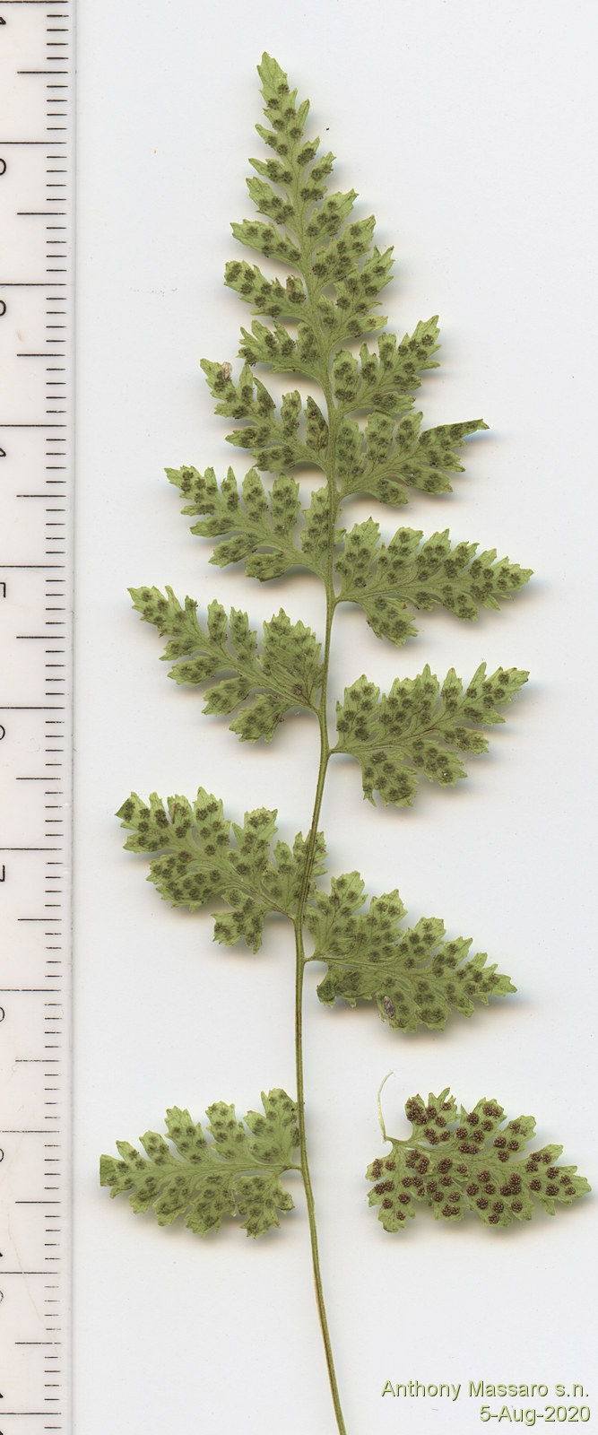 Dryopteridaceae Woodsia neomexicana