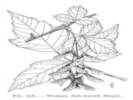 Full Size Image