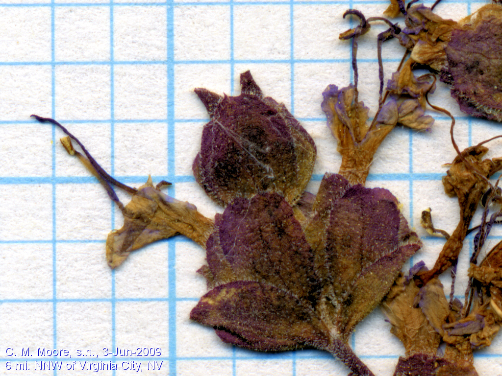 <i>Salvia dorrii</i> infloescence.