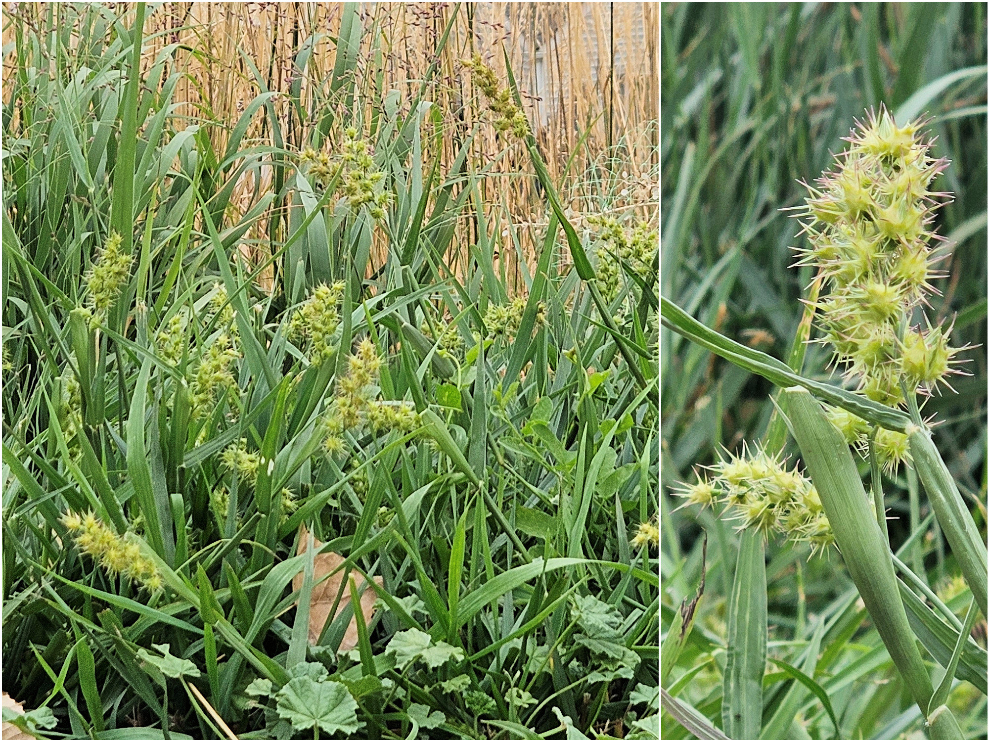 Poaceae, Cenchrus longispinus