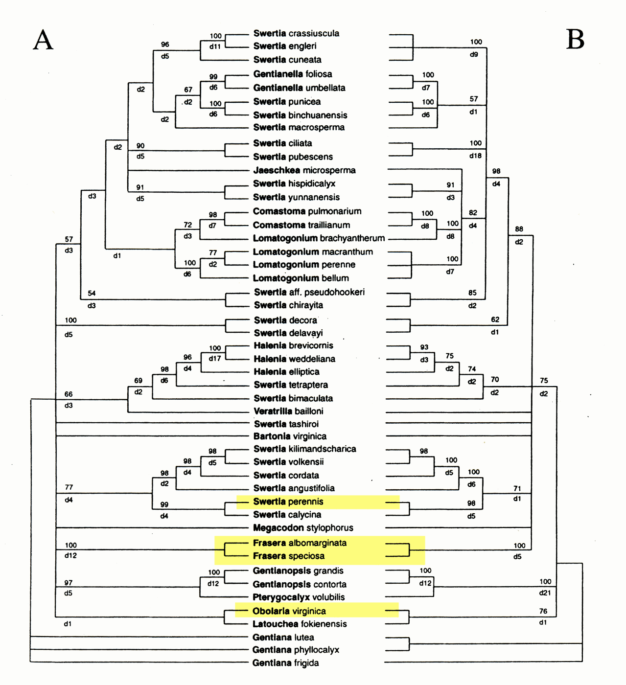 Frasera albomarginata, Taxonomy