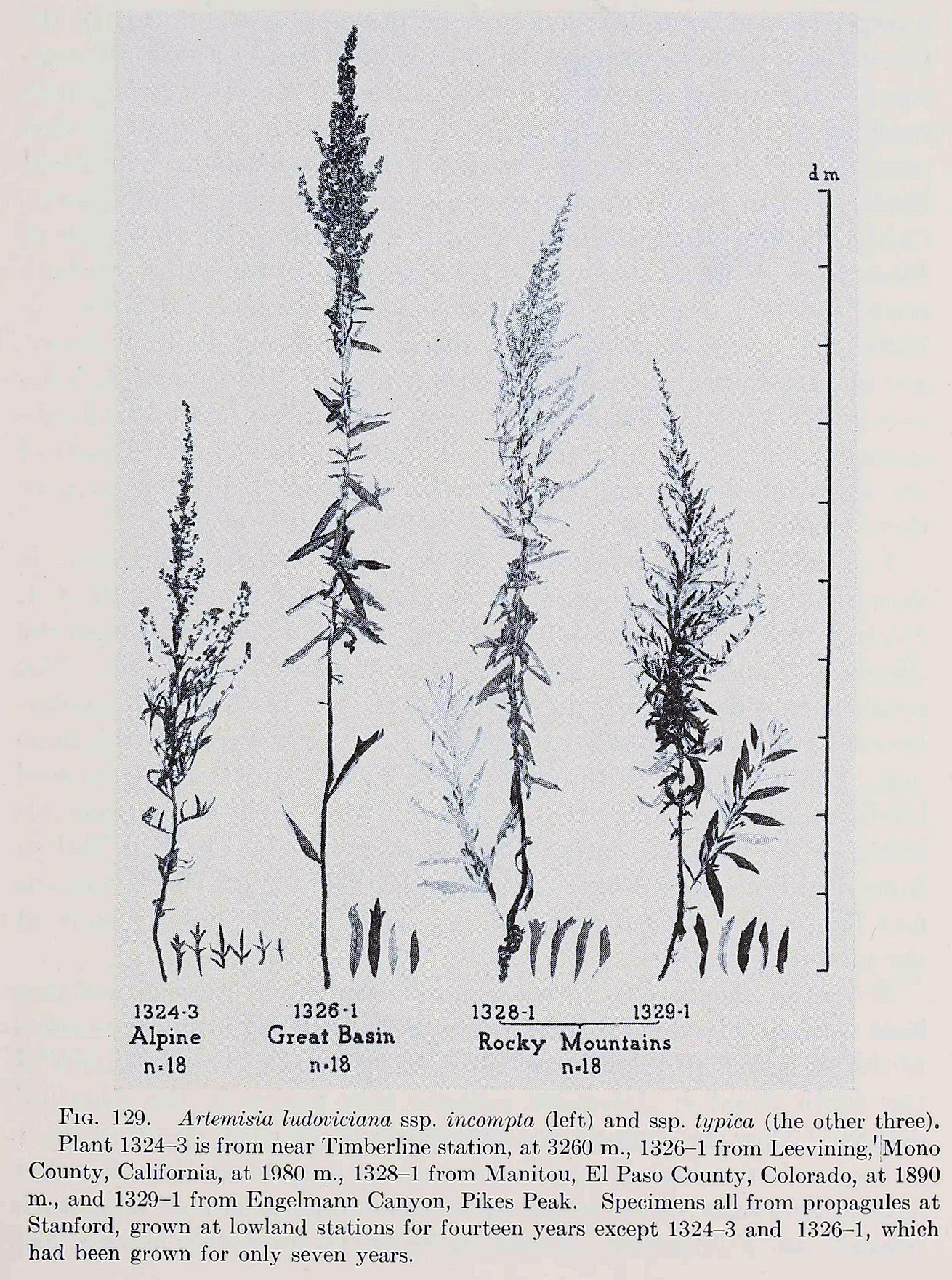 Asteraceae, Artemisia ludoviciana incompta