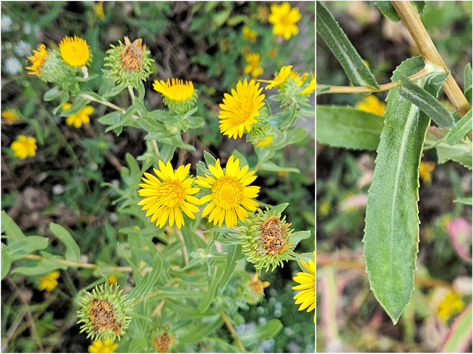 Asteraceae, Grindelia squarrosa