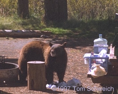 Bear finishing lunch.