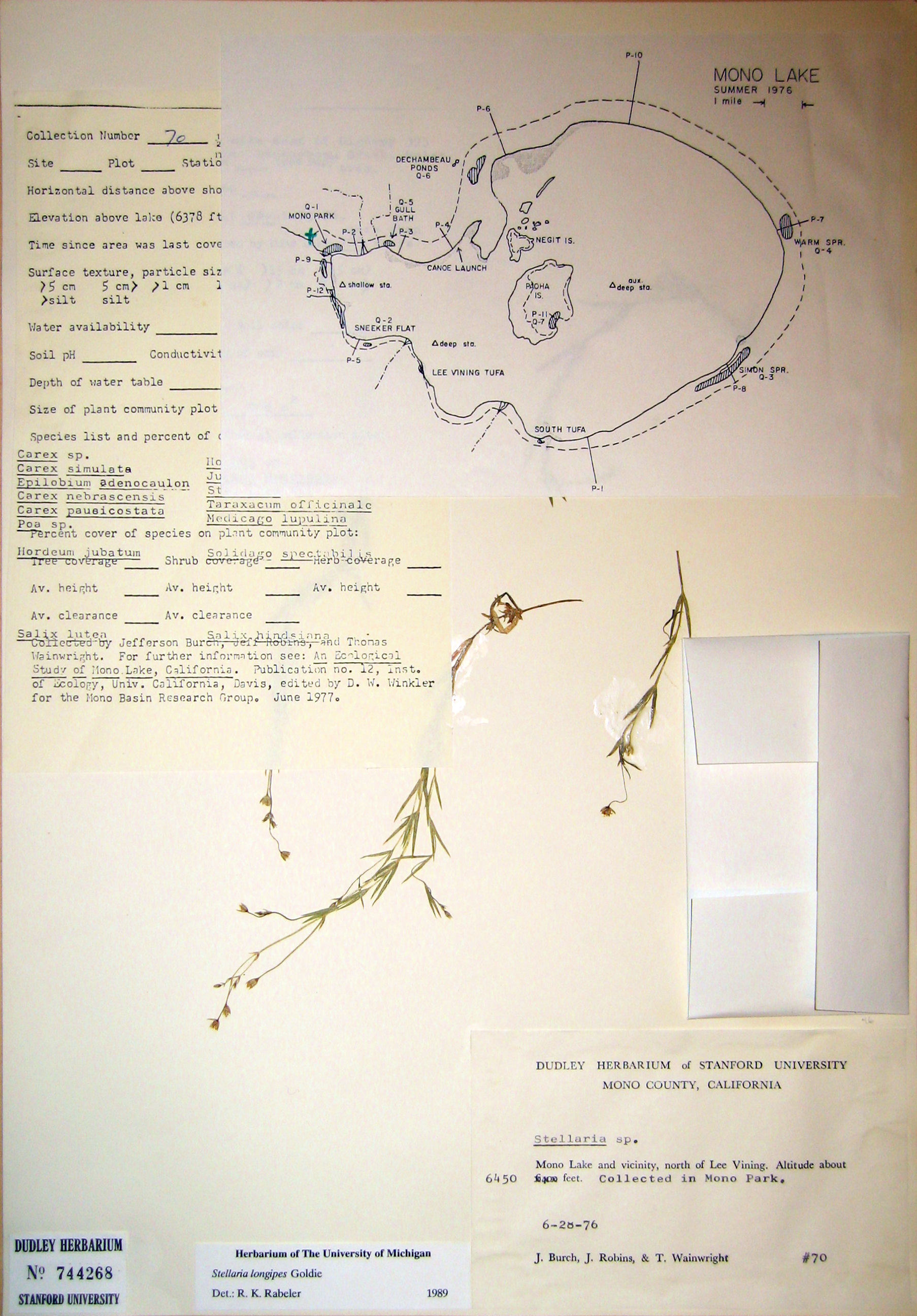 Caryophyllaceae Stellaria longipes