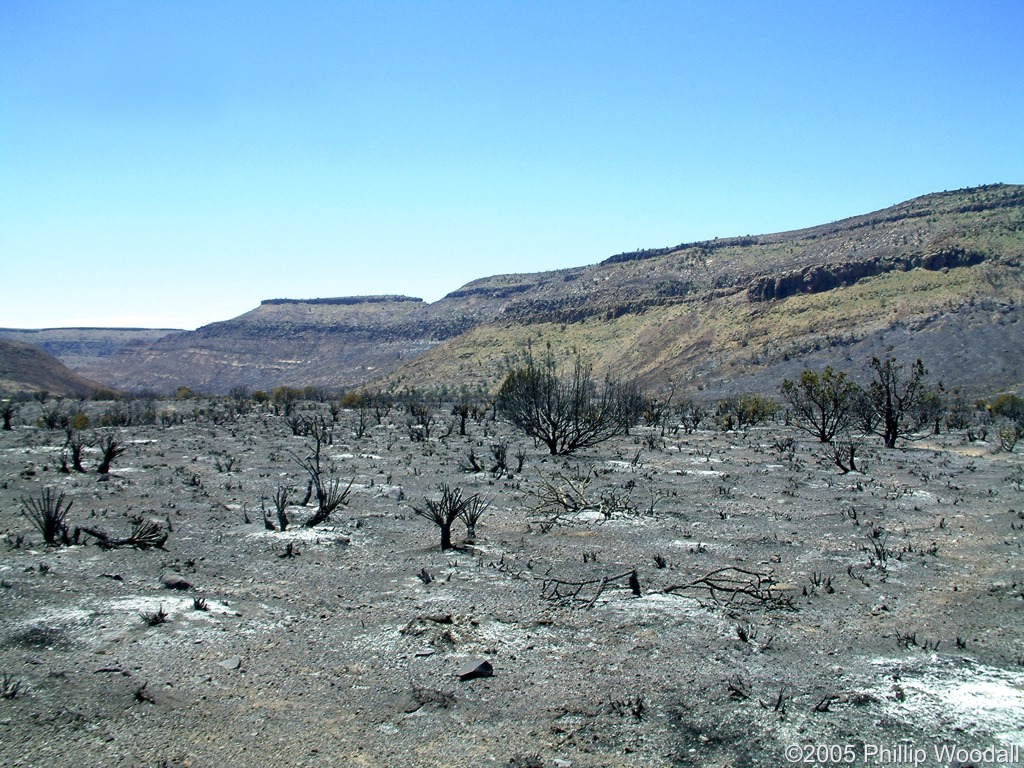 Hackberry Fire Complex, Wild Horse Canyon, Mojave National Preserve, San Bernardino County, California.