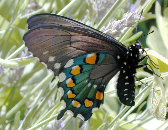 Pipevine Swallowtail (<I>Battus philenor</I>) in my Alameda, California garden.