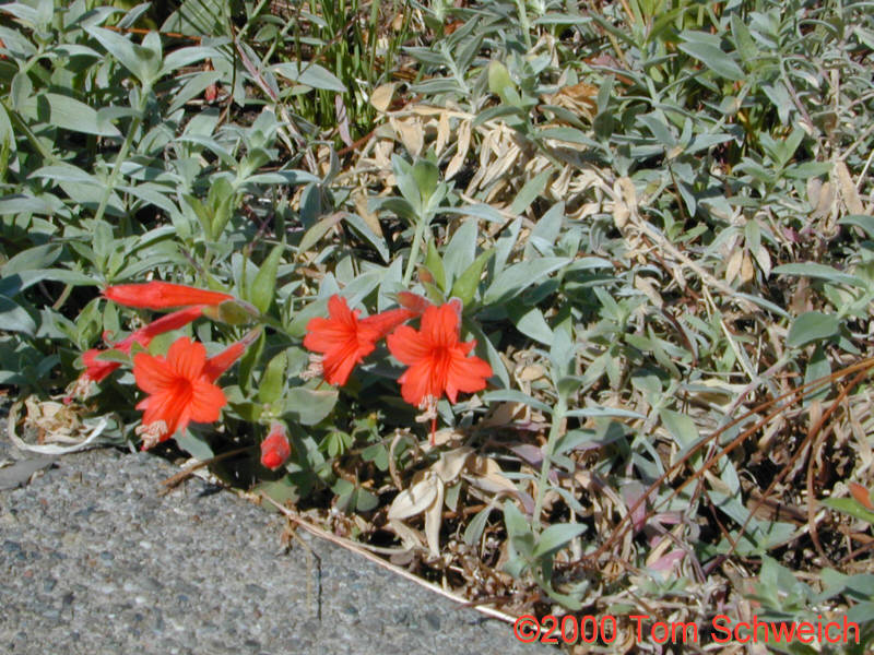 <I>Epilobium septentrionale</I> in my garden.