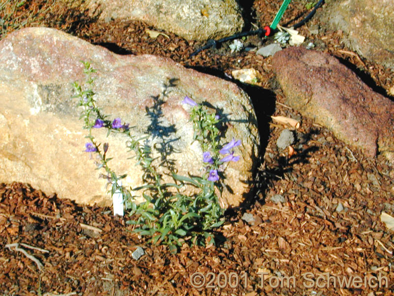 <I>Penstemon heterophyllus</I> Lindley  var. <I>purdyi</I> (Keck) McMinn