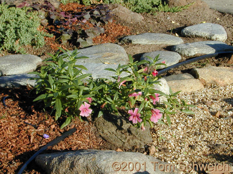 <I>Mimulus</I> sp. 