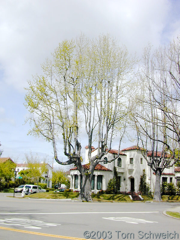 London Plane-Tree at Gibbons, Cambridge, and Southwood, April 6, 2003